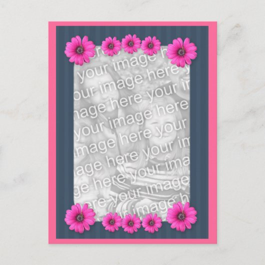 ピンクデイジー花写真はがき ポストカード (正面)