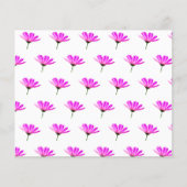 ピンクデイジー (正面)