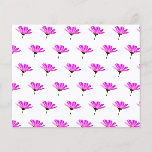 ピンクデイジー (正面)