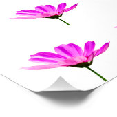 ピンクデイジー ポスター (コーナー)