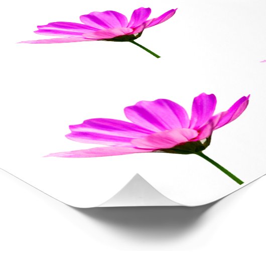 ピンクデイジー ポスター (コーナー)