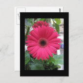 ピンクデイジー ポストカード (正面/裏面)