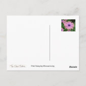 ピンクデイジー ポストカード (裏面)