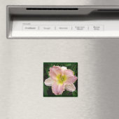 ピンクデイリリー歯得の正方形2x2マグネット マグネット (インサイチュ (食洗機))