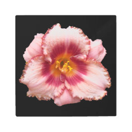 ピンクデイリー開花オンブラックフローラ メタルプリント