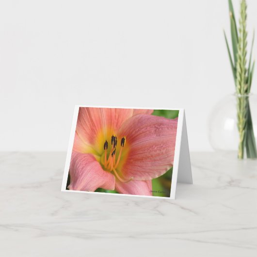 ピンクデイリー カード (正面)