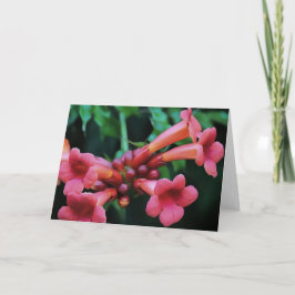 ピンクトランペットハニーサックル植物芸術 カード