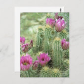 ピンクトリル開花カクタスアリゾナフォトポストカード ポストカード (正面/裏面)