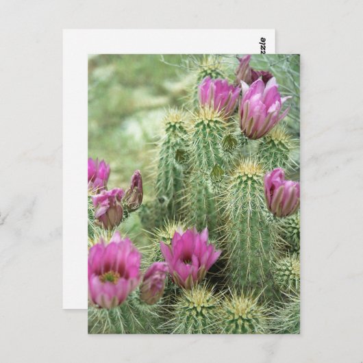 ピンクトリル開花カクタスアリゾナフォトポストカード ポストカード (正面/裏面)