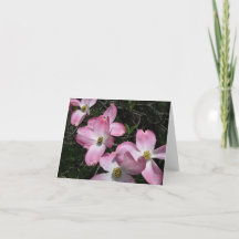 ピンクドッグウッド