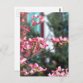 ピンクドッグウッド ポストカード (正面/裏面)