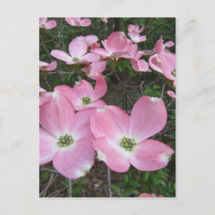 ピンクドッグウッド ポストカード