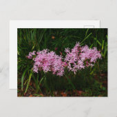 ピンクネリンフラワーポストカード ポストカード (正面/裏面)