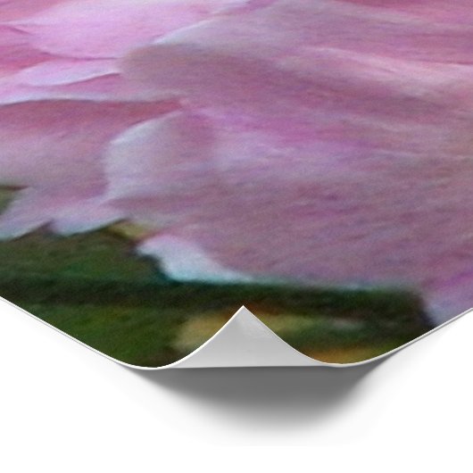 ピンクノイズバラ ポスター (角)