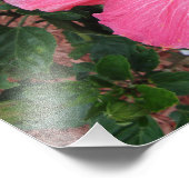 ピンクハイビスカスフローラフラワー自然フォトプリントアート フォトプリント (角)