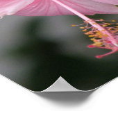 ピンクハイビスカスポスタープリント ポスター (角)