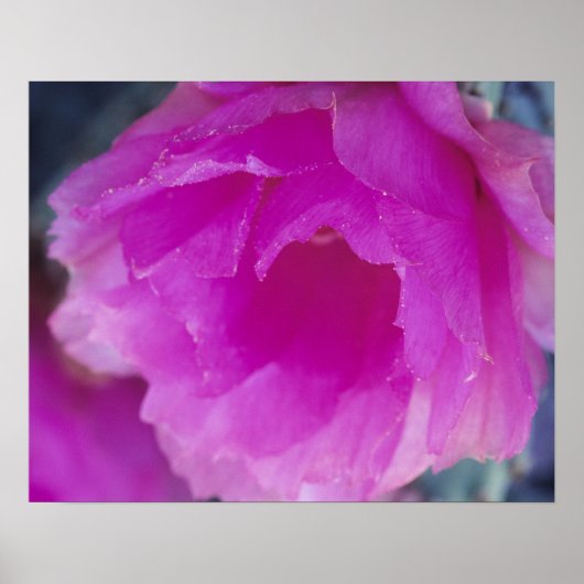 ピンクハリネズミサボテンの花 (Echinocereus ポスター (正面)