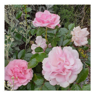 ピンクバラ 薔薇 花 フラワーガーデン ラドックス ブーケ ポスター