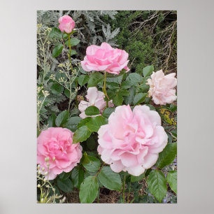 ピンクバラ 薔薇 花 フラワー ガーデン ラドックス ブーケ ポスター