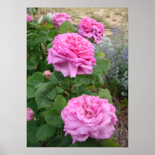 ピンクバラ 薔薇 花 庭園 ジョン・ホッパー ポスター