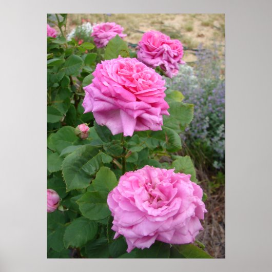 ピンクバラ 薔薇 花 庭園 ジョン・ホッパー ポスター (正面)