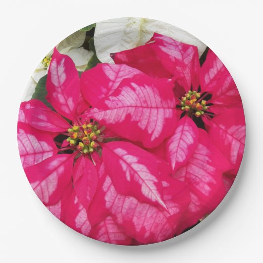 ピンクバリエットポインセティアスホリデー ペーパープレート (正面)