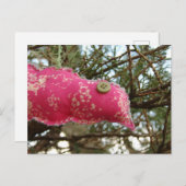 ピンクバーディー ポストカード (正面/裏面)