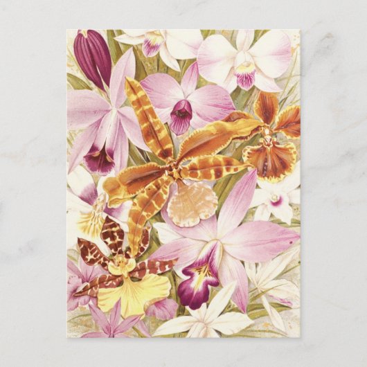 ピンクパープルオーキッドフラワー開花ヴィンテージフローラ ポストカード (正面)