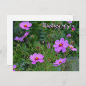 ピンクパープルコスモス考えるフラワーズオブユー ポストカード (正面/裏面)