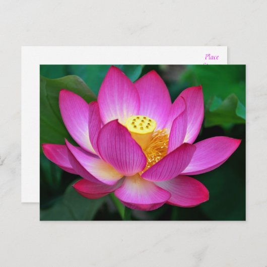ピンクパープルロータスフラワー空白のフローラはがき ポストカード (正面/裏面)