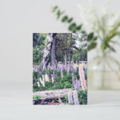 ピンクパープル薄紫ルパンニュージーランド |写真 ポストカード (スタンド正面)