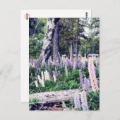 ピンクパープル薄紫ルパンニュージーランド |写真 ポストカード (正面/裏面)