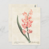 ピンクヒヤシンスヴィンテージ植物学イラストレーション ポストカード (正面/裏面)