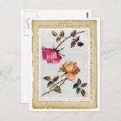 ピンクビクトリアンと黄色のバラIIポストカード ポストカード (正面/裏面)