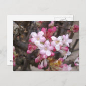 ピンクビバーナムブロッサムはがき ポストカード (正面/裏面)