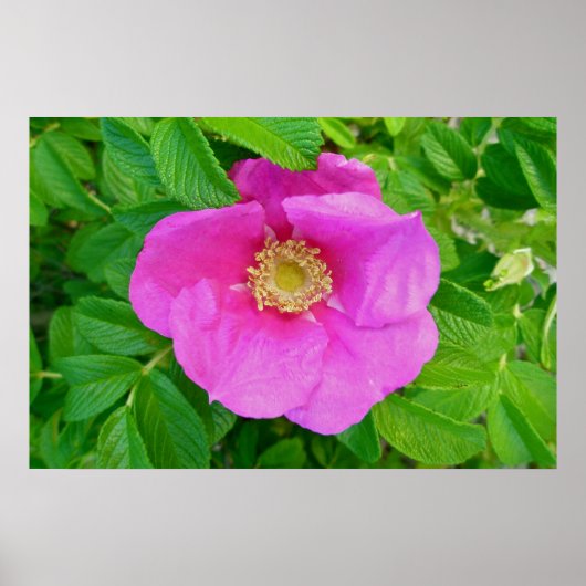 ピンクビーチバラポスター ポスター (正面)