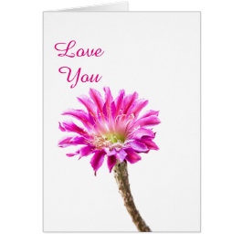 ピンクピアッツァサボテンの花の開花