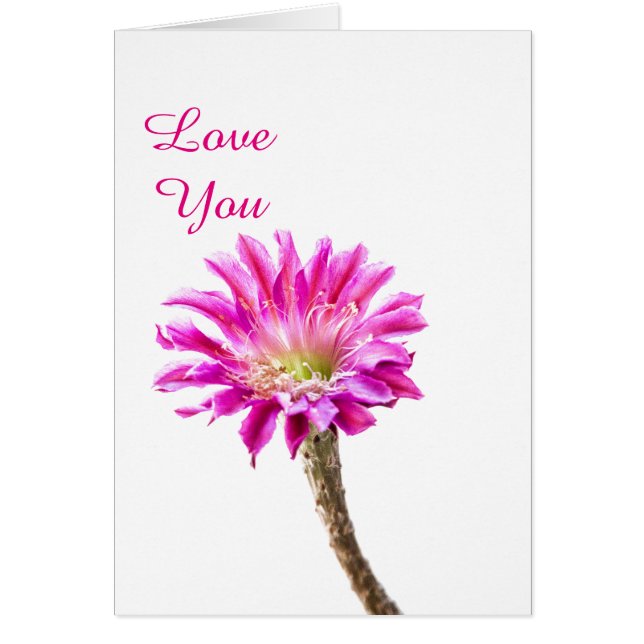 ピンクピアッツァサボテンの花の開花 (正面)