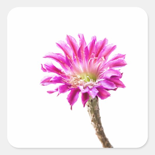 ピンクピアッツァサボテンの花の開花 スクエアシール (正面)