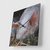 ピンクピグ写真 スクエア壁時計 (傾斜)