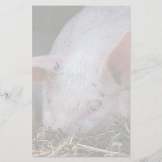 ピンクピグ写真 便箋 (正面)