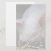 ピンクピグ写真 便箋 (正面/裏面)