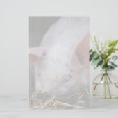 ピンクピグ写真 便箋 (スタンド正面)