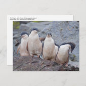 ピンクピンゴポストカード ポストカード (正面/裏面)