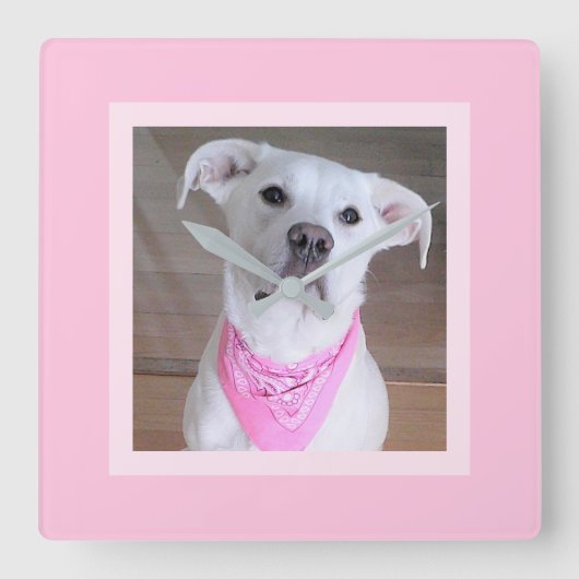 ピンクフェミニンのスカーフをした美しいかわいい白犬 スクエア壁時計 (正面)
