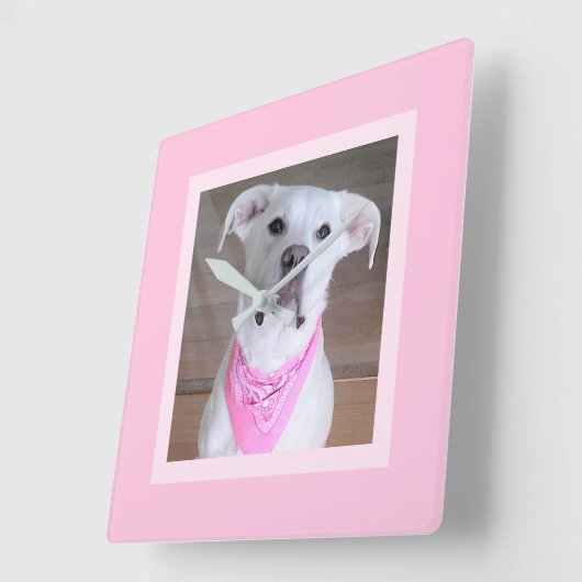ピンクフェミニンのスカーフをした美しいかわいい白犬 スクエア壁時計 (傾斜)