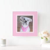 ピンクフェミニンのスカーフをした美しいかわいい白犬 スクエア壁時計 (ホーム)