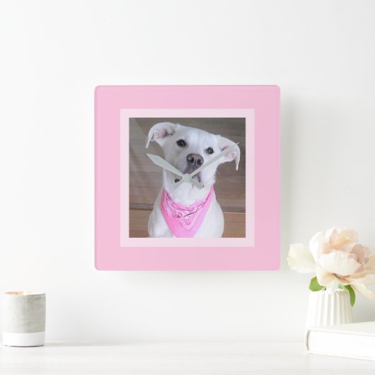 ピンクフェミニンのスカーフをした美しいかわいい白犬 スクエア壁時計 (ホーム)