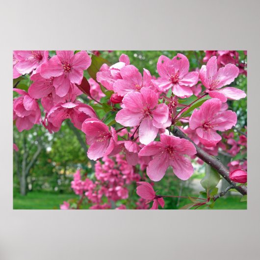 ピンクフラップスプリント ポスター (正面)