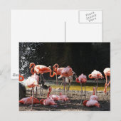 ピンクフラミンゴス ポストカード (正面/裏面)